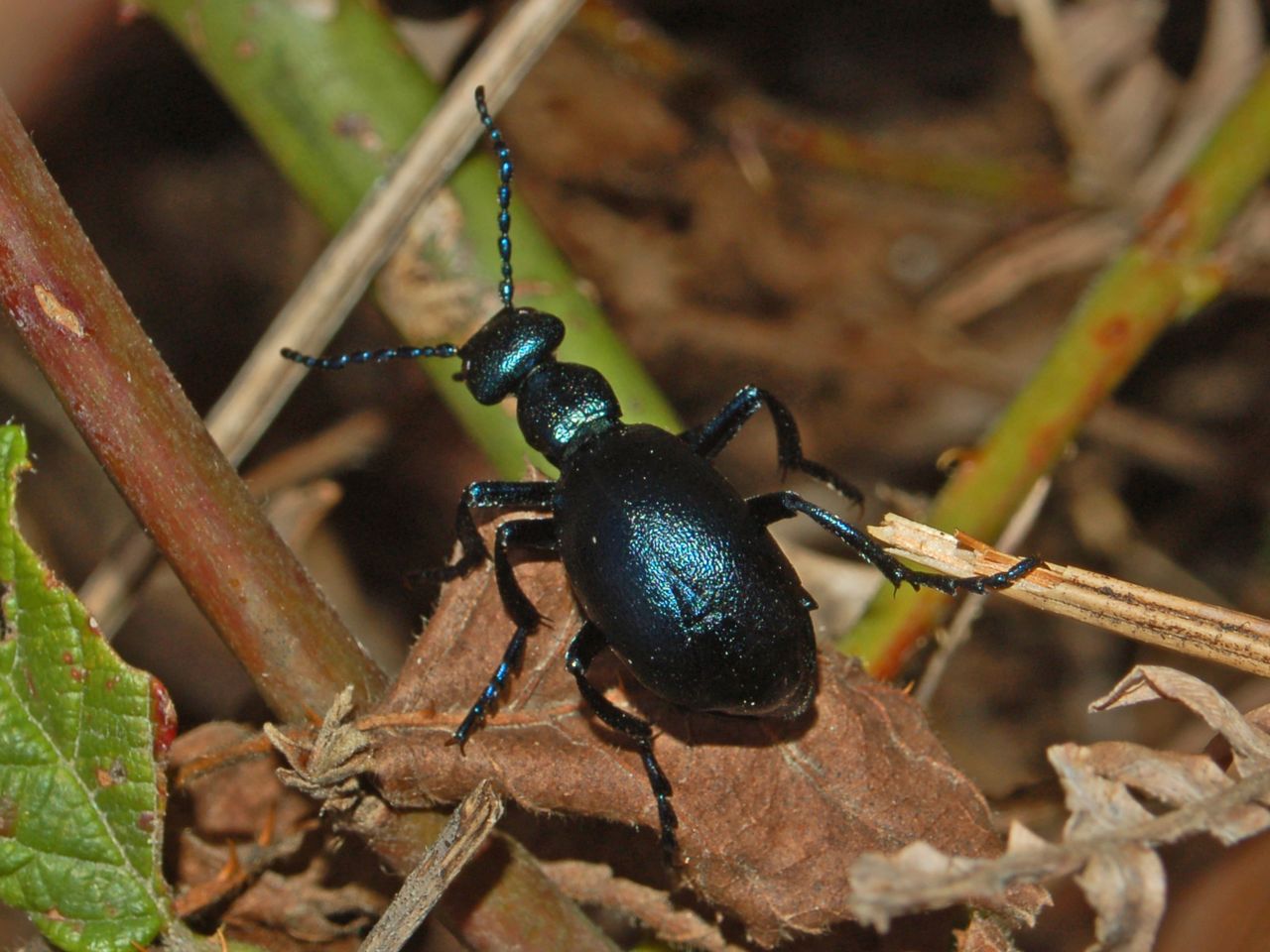 Meloe violaceus del Genovesato